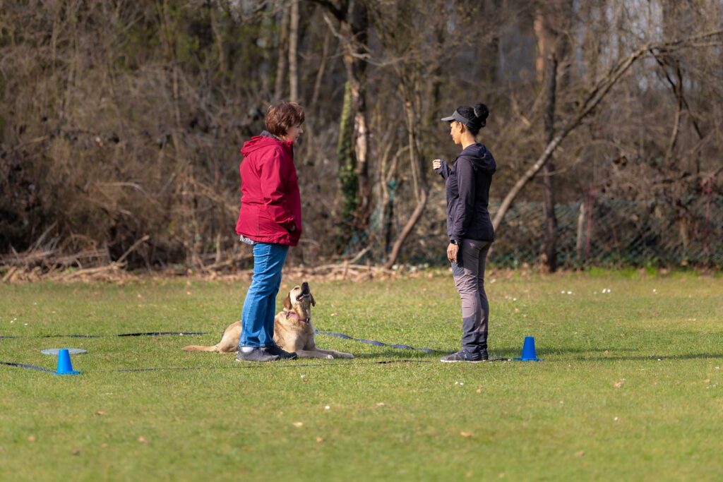 Hund macht Übungen in Obedience