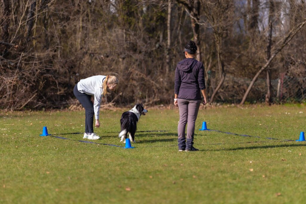 Hund macht Übungen in Obedience