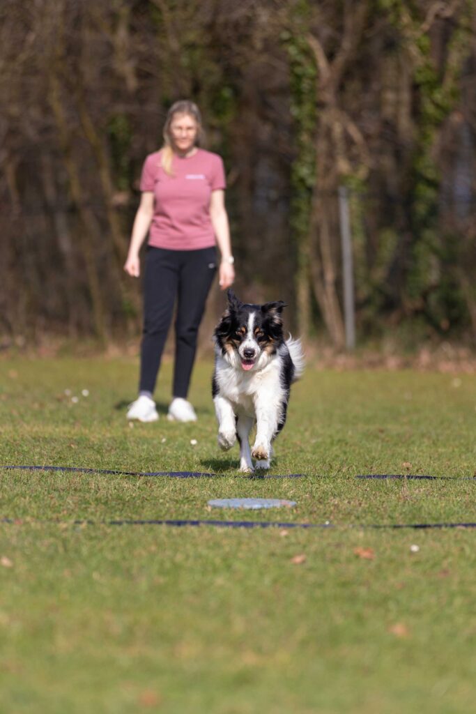 Hund macht Übungen in Obedience