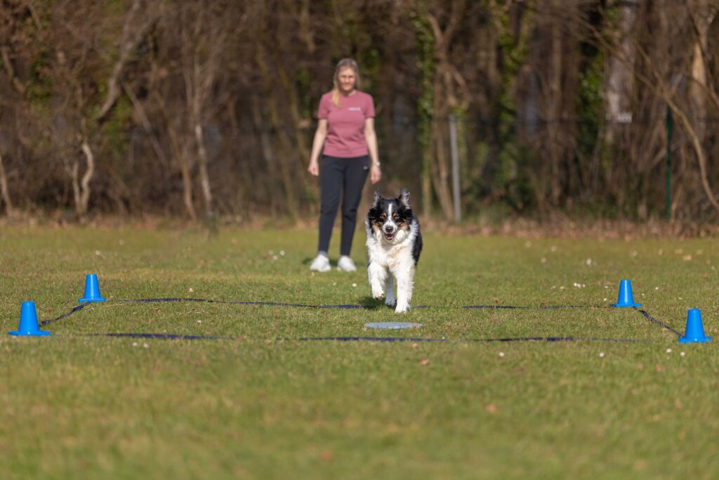 Hund macht Übungen in Obedience