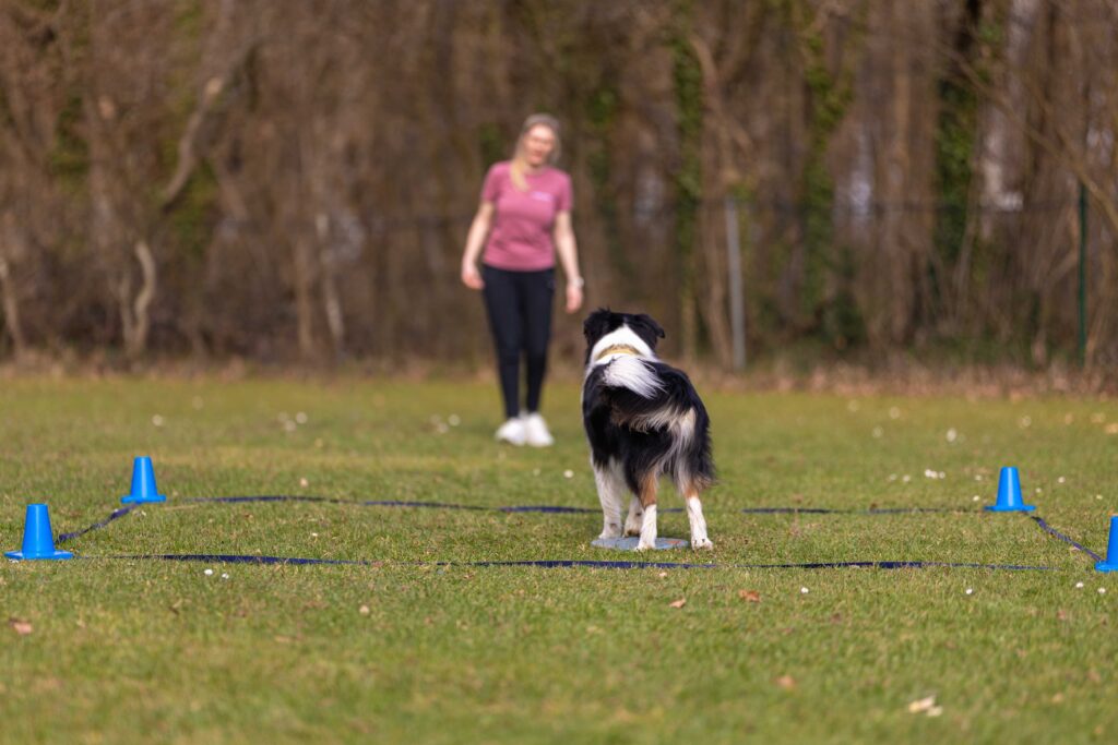 Hund macht Übungen in Obedience