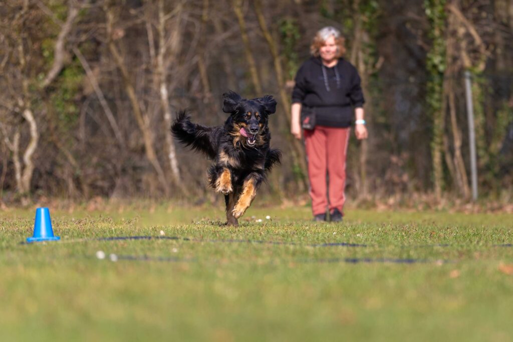 Hund macht Übungen in Obedience