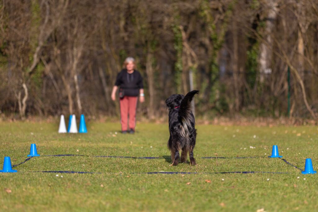 Hund macht Übungen in Obedience