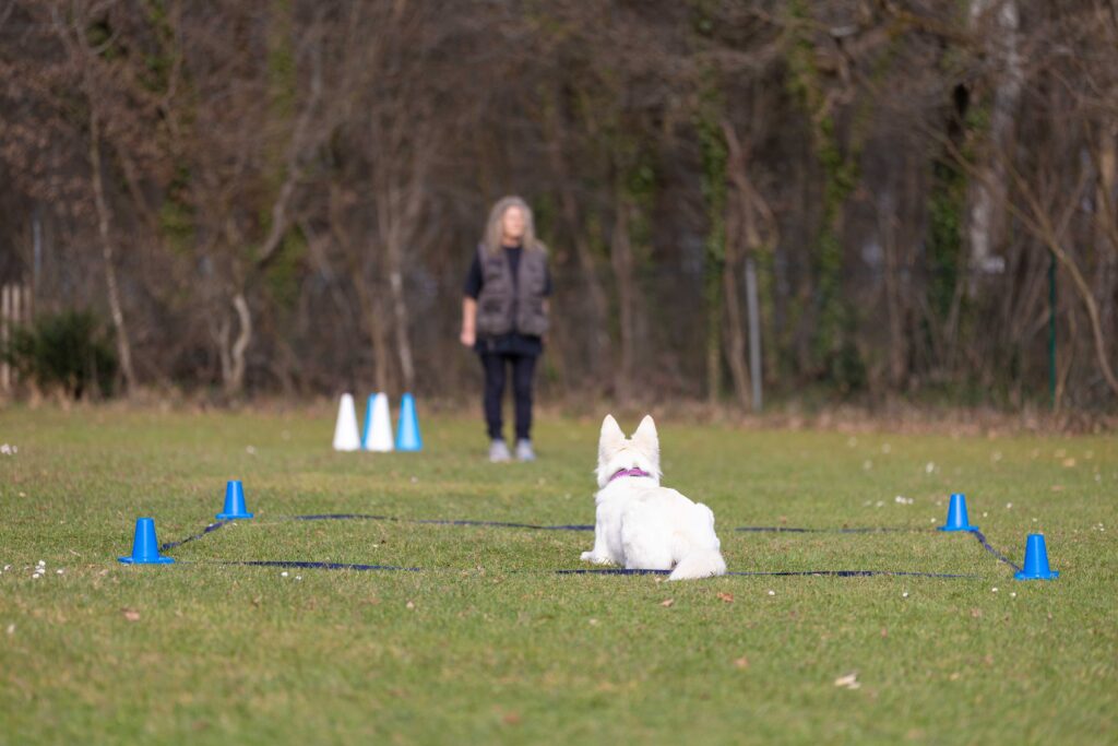 Hund macht Übungen in Obedience
