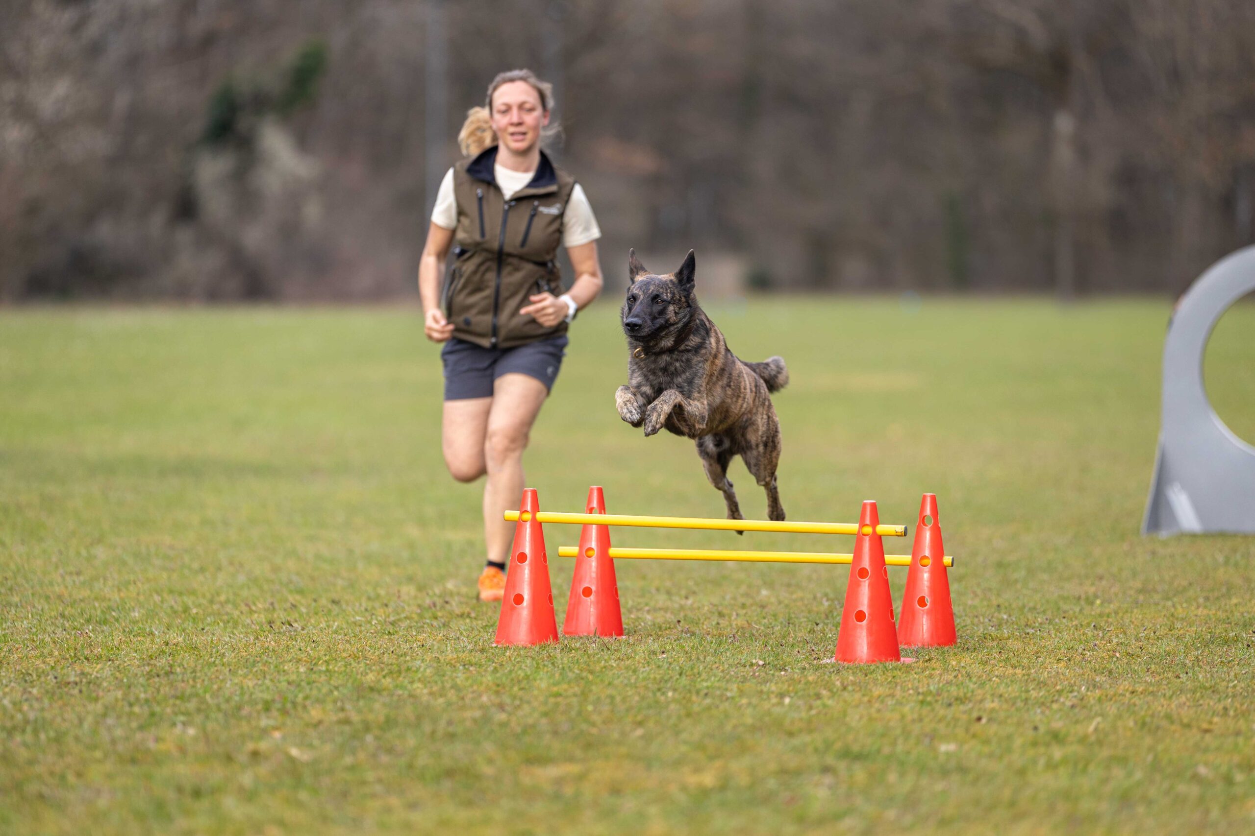 Hund springt über Hindernis