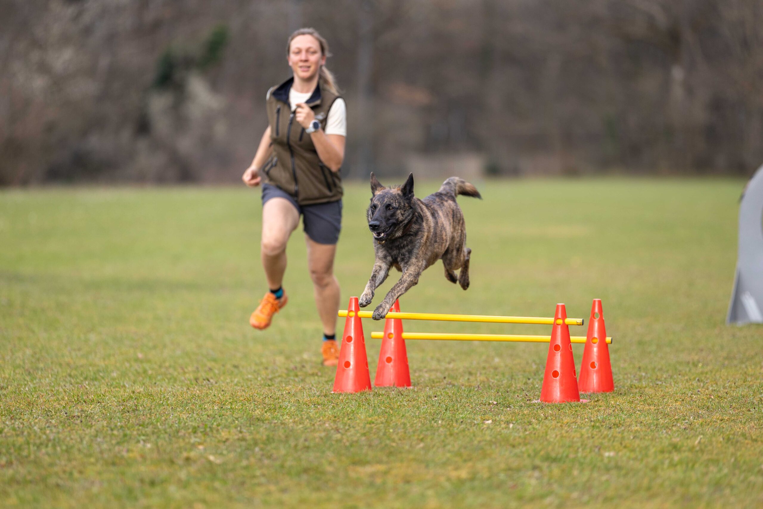 Hund springt über Hindernis