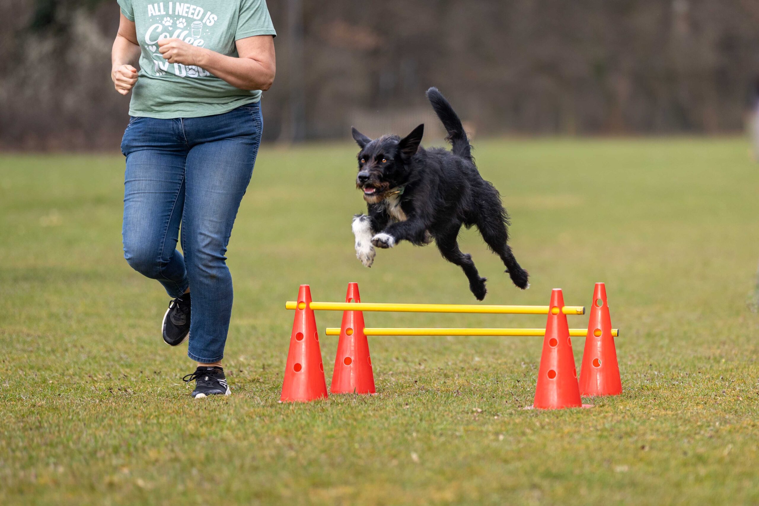 Hund springt über Hindernis