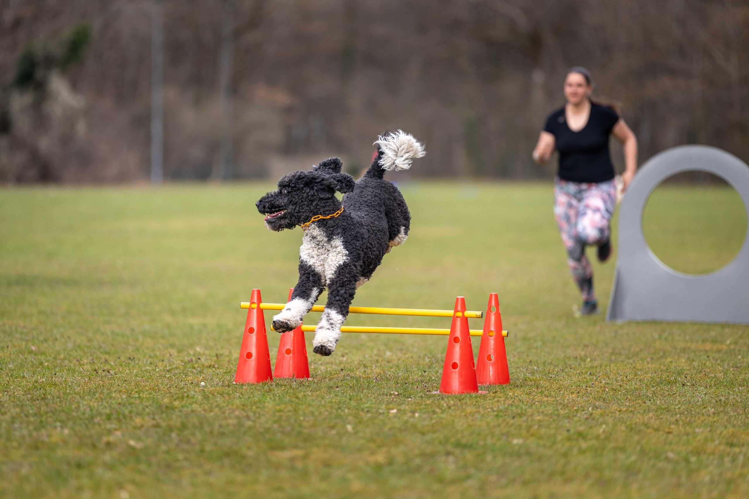 Hund springt über Hindernis