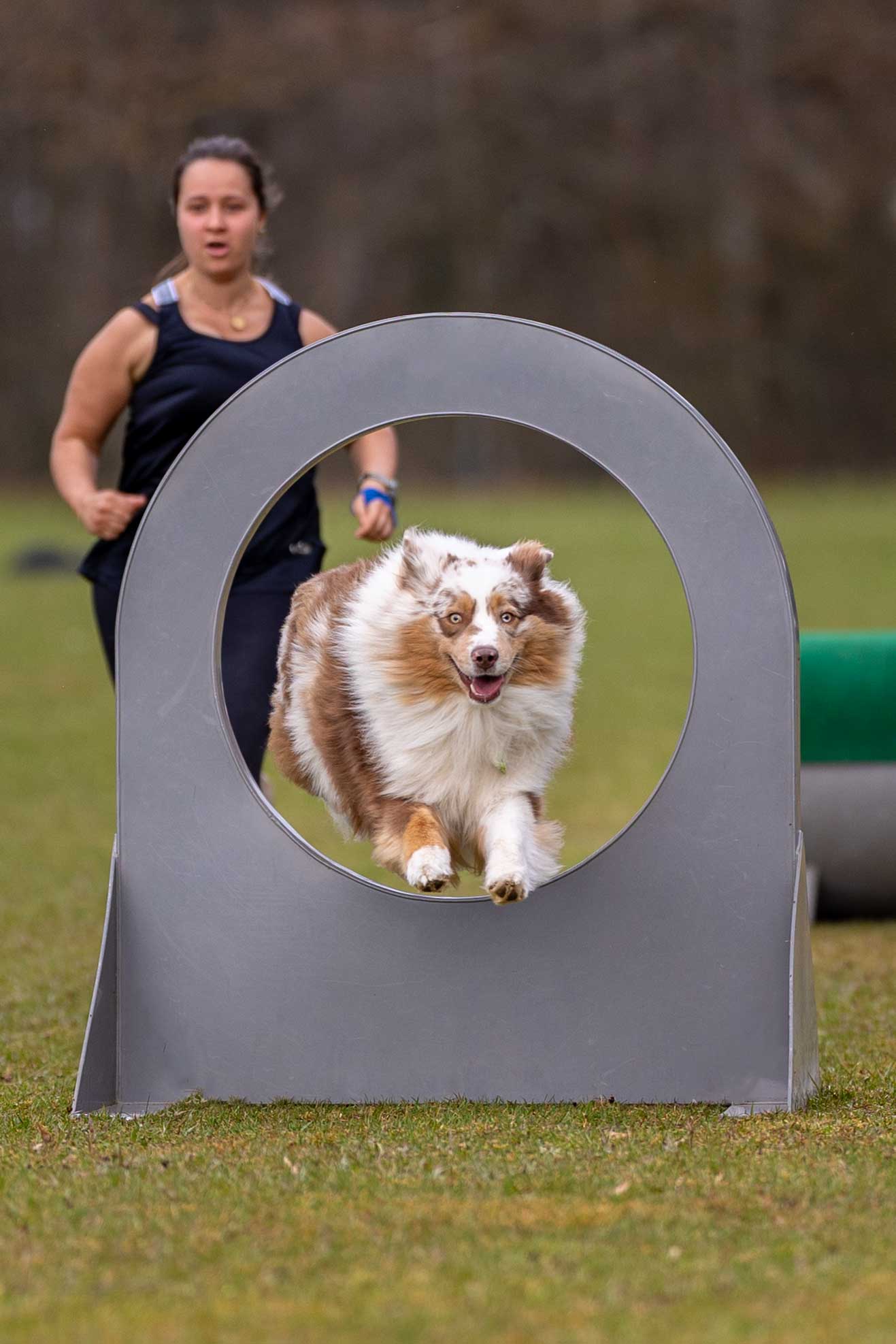 Hund springt über Hindernis