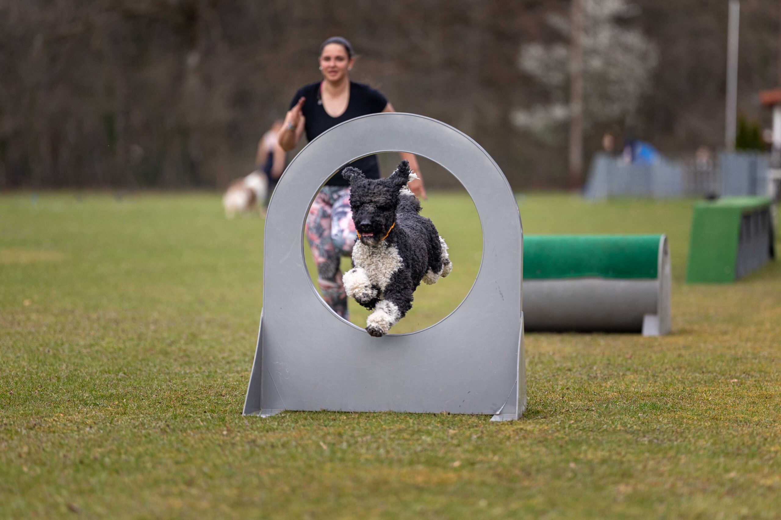 Hund springt über Hindernis