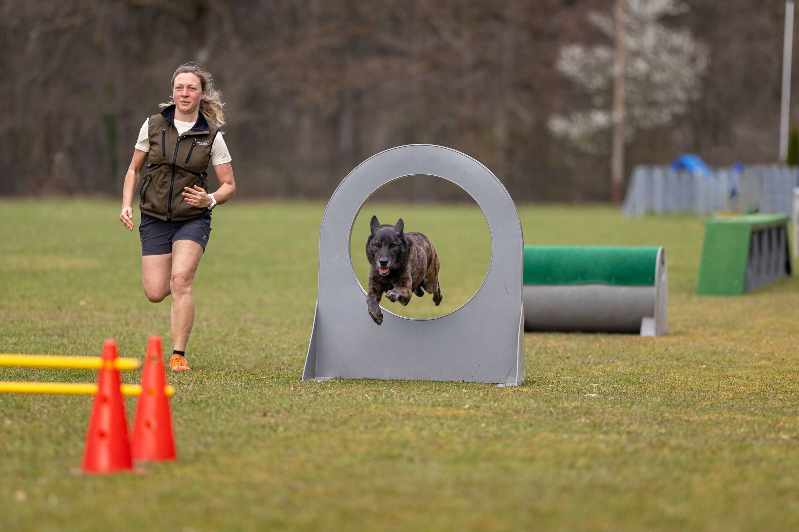 Hund springt über Hindernis