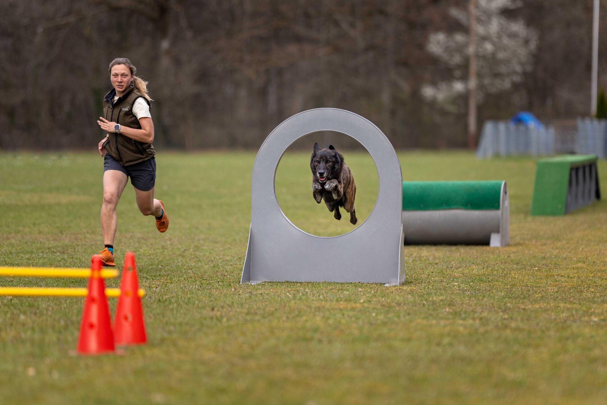Hund springt über Hindernis
